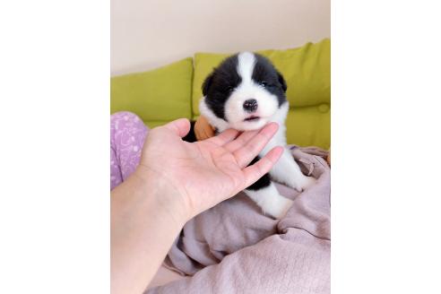 成約済の岐阜県のボーダーコリー-375140の4枚目