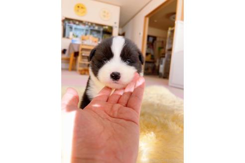 成約済の岐阜県のボーダーコリー-375140の2枚目