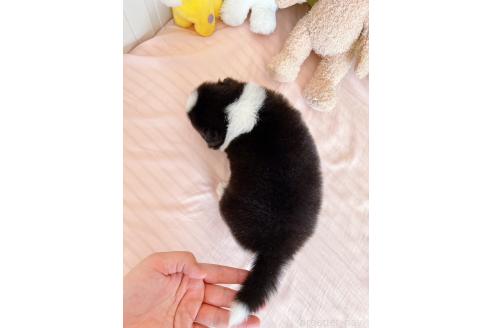 成約済の岐阜県のボーダーコリー-375147の13枚目
