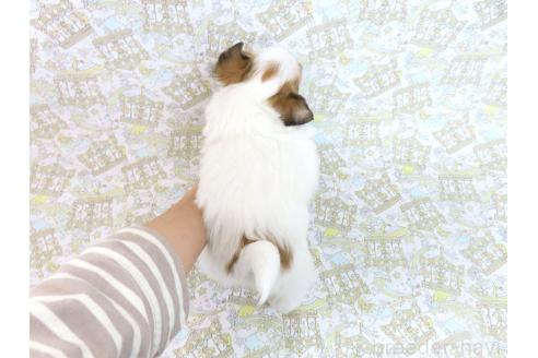 成約済の千葉県のパピヨン-371182の5枚目