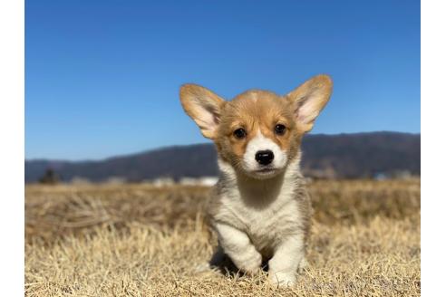 販売中の長野県のウェルシュコーギーペンブローク-375169