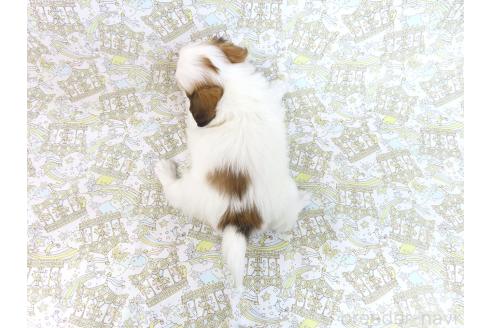 成約済の千葉県のパピヨン-371219の16枚目