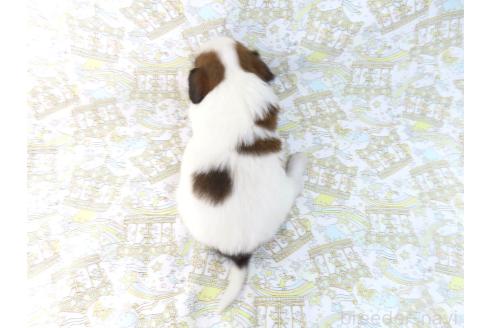 成約済の千葉県のパピヨン-373324の11枚目