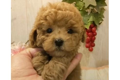 成約済の愛知県のティーカッププードル-370293の8枚目