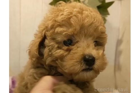 成約済の愛知県のティーカッププードル-370293の4枚目