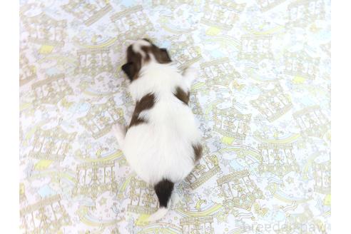 成約済の千葉県のパピヨン-375176の20枚目
