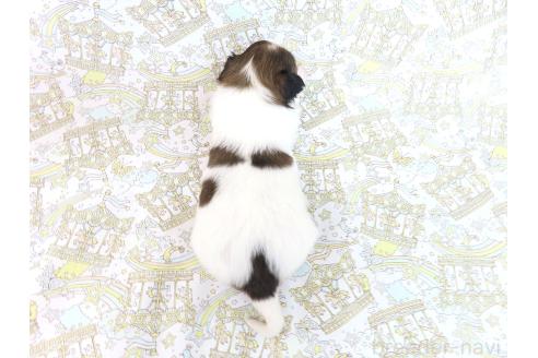 商談中の千葉県のパピヨン-375179の5枚目