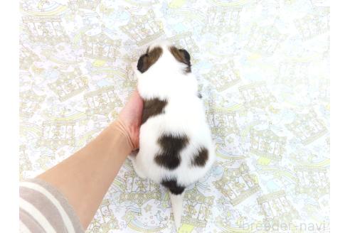 成約済の千葉県のパピヨン-375181の21枚目