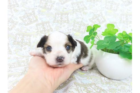 成約済の千葉県のパピヨン-375181の20枚目