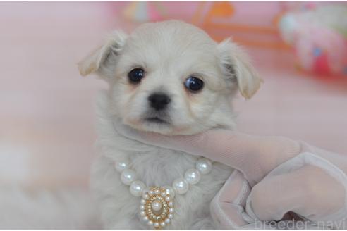 成約済の埼玉県のミックス犬-369448の11枚目