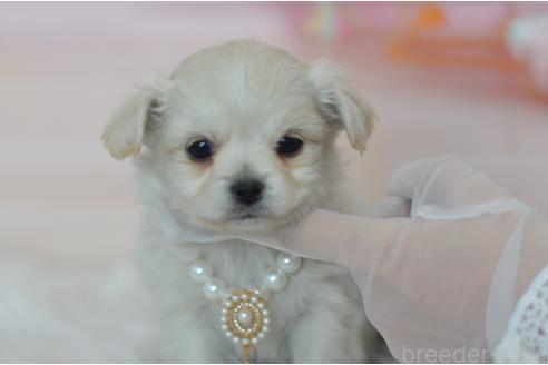 成約済の埼玉県のミックス犬-369448の9枚目