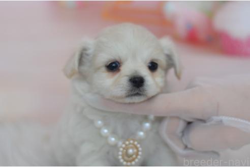 成約済の埼玉県のミックス犬-369448の4枚目