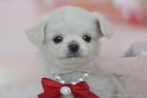 成約済の埼玉県のミックス犬-375202の13枚目
