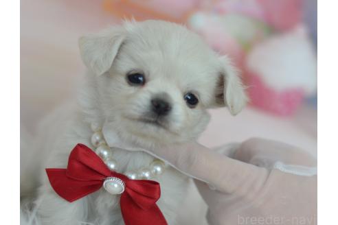 成約済の埼玉県のミックス犬-375202の11枚目