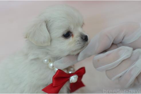 成約済の埼玉県のミックス犬-375202の9枚目