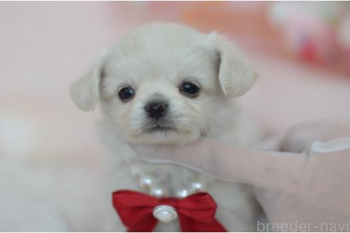 成約済の埼玉県のミックス犬-375202の2枚目