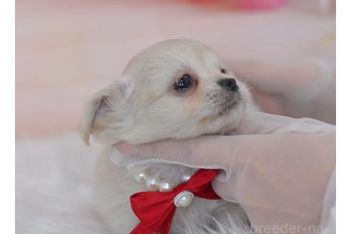 成約済の埼玉県のミックス犬-375204の6枚目