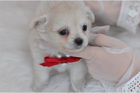 成約済の埼玉県のミックス犬-375204の3枚目