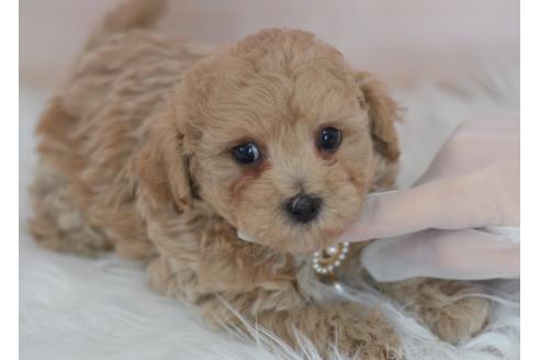 成約済の埼玉県のミックス犬-375205の3枚目