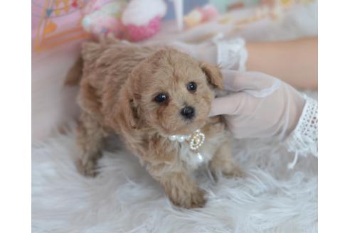成約済の埼玉県のミックス犬-375205の2枚目