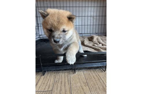 成約済の東京都の豆柴-373015の2枚目