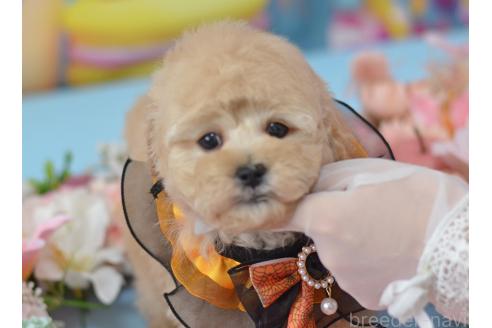 成約済の埼玉県のミックス犬-375206の8枚目