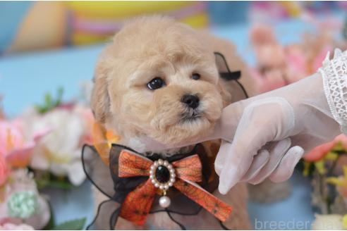 成約済の埼玉県のミックス犬-375206の6枚目