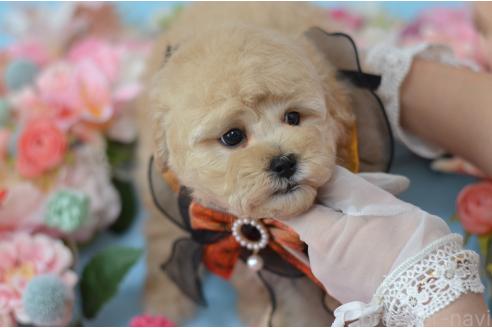 成約済の埼玉県のミックス犬-375206の5枚目