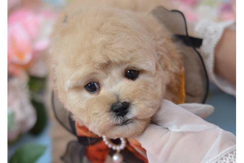 成約済の埼玉県のミックス犬-375206の4枚目