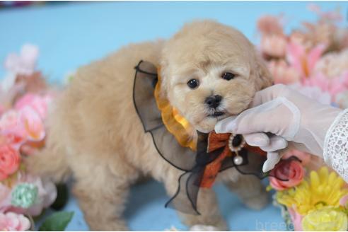 成約済の埼玉県のミックス犬-375206の2枚目