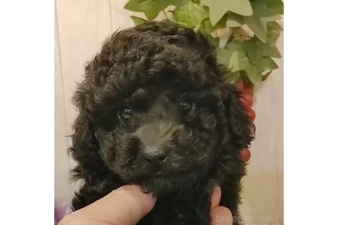 成約済の愛知県のティーカッププードル-374250の1枚目