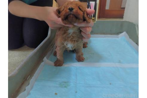 成約済の山形県のキャバプー:キャバリア×トイプードル-373572の3枚目