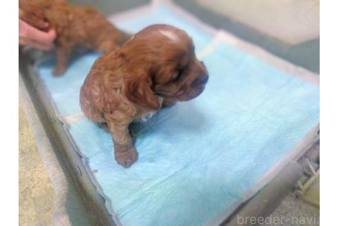 成約済の山形県のキャバプー:キャバリア×トイプードル-373572の2枚目