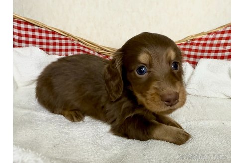 成約済の福岡県のミニチュアダックスフンド(ロングヘアード)-374986の3枚目