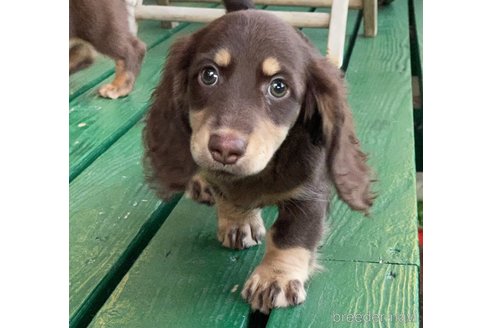 スバルちゃん1枚目