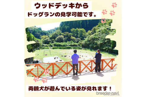 成約済の千葉県のカニンヘンダックスフンド(ロングヘアード)-375160の9枚目