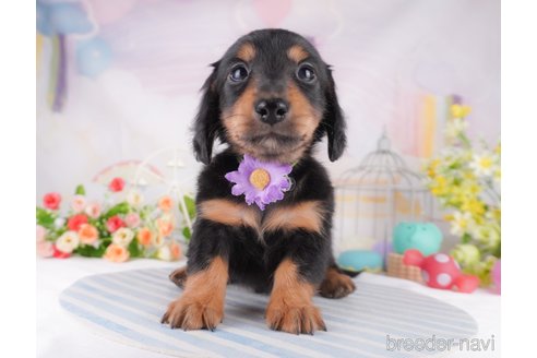 成約済の千葉県のカニンヘンダックスフンド(ロングヘアード)-375138の6枚目