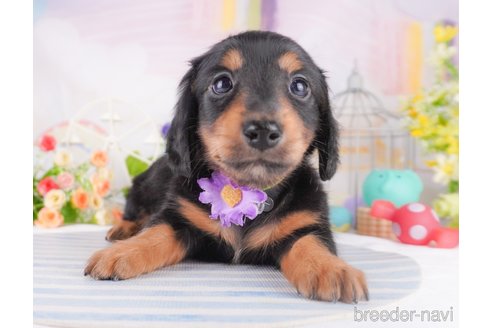 成約済の千葉県のカニンヘンダックスフンド(ロングヘアード)-375138の3枚目