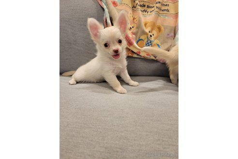 ちびちゃん1枚目
