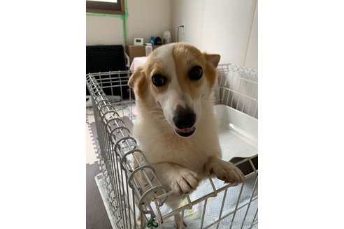 こむぎちゃんちゃん1枚目
