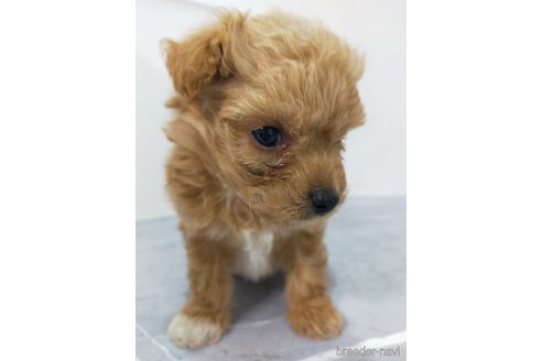 成約済の宮崎県のマルプー:マルチーズ×トイプードル-375214の5枚目