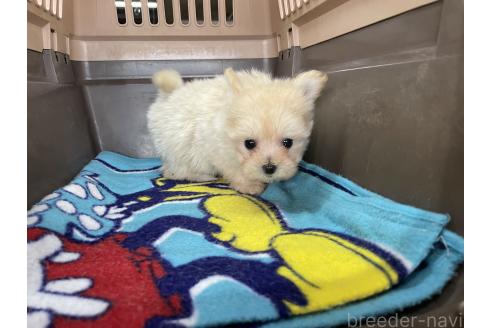 成約済の愛媛県のポメマル:ポメラニアン×マルチーズ-375000の2枚目