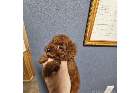 成約済の埼玉県のティーカッププードル-375250の10枚目