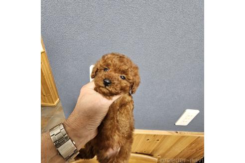 成約済の埼玉県のティーカッププードル-375250の9枚目