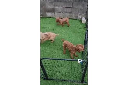 販売中の福岡県のトイプードル-375267の3枚目