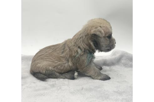 成約済の愛知県のマルシュナ:マルチーズ×ミニチュアシュナウザー-375294の15枚目