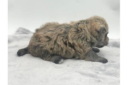 成約済の愛知県のマルシュナ:マルチーズ×ミニチュアシュナウザー-375296の16枚目