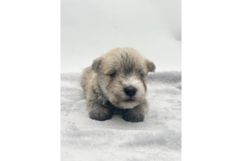 成約済の愛知県のマルシュナ:マルチーズ×ミニチュアシュナウザー-375299の18枚目