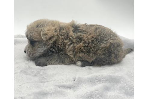 成約済の愛知県のマルシュナ:マルチーズ×ミニチュアシュナウザー-375299の16枚目