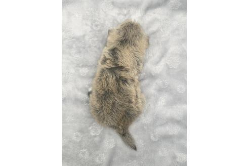 成約済の愛知県のマルシュナ:マルチーズ×ミニチュアシュナウザー-375299の14枚目